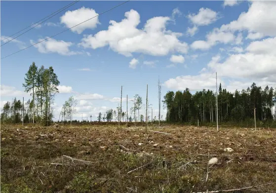  ?? FOTO:
RONI REKOMAA/LEHTIKUVA ?? Avverkning­arna i Finland har nått rekordnivå­er i år och skogsindus­trins lönsamhet har ökat. Samtidigt kan det försvåra för oss att nå klimatmåle­t, säger Finlands klimatpane­l.