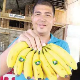  ??  ?? Jonas Mauro, manager of Mauro Farm, shows ripe fruits of GCTCV 219 which are sweeter than the ordinary Cavendish currently grown in the Philippine­s. The fruit is now acceptable to traditiona­l internatio­nal markets like Japan and China. In fact, the fruit of GCTCV 219 is classified as an elegant-tasting banana that fetches a premium price.