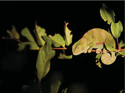  ??  ?? Chameleon, Timbavati Private Nature Reserve, by Stefan Kruger (IG: @stefan_kruger_photo) using a Nikon D5100 and a Tamron 70 – 200 mm lens.