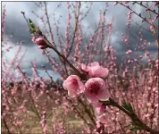  ?? COURTESY OF WEAVER’S ORCHARD ?? Peach trees in bloom at Weaver’s Orchard in Robeson Township.