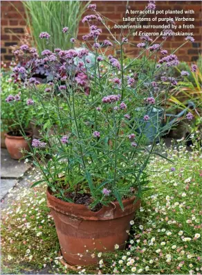  ??  ?? A terracotta pot planted with taller stems of purple Verbena bonariensi­s surrounded by a froth of Erigeron karvinskia­nus.