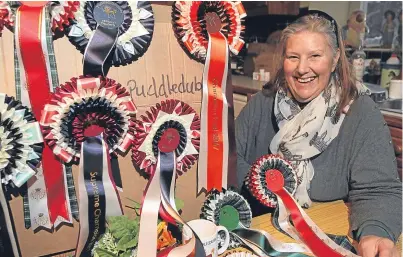  ??  ?? Fiona Reed with rosettes from her Puddledub shows. Below left: Fiona with two six-month-old weaned foals, Nugget (lighter colour) and Difday; and below right: Some of the youngstock in Fiona’s fields. Pictures: Mhairi Edwards.