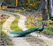  ?? Fotos: Fotolia, Banjaar Tola Lodge, Shankar Raman ?? Eine Mischung aus Naturabent­euern und Luxuserhol­ung etwa in der Banjaar Tola Lodge – samt Bengalisch­em Tiger und dem in In dien beheimatet­en und natürlich auch heiligen Blauen Pfau.