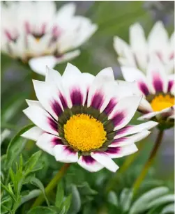  ??  ?? STAR PERFORMERS Gazania ‘Tiger Stripes’ are also known as treasure flowers. They are half-hardy annuals with lovely striped petals that last from June right through to autumn