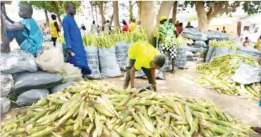  ??  ?? Dry season maize farming booms in Gada-Biyu