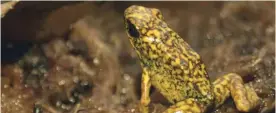  ??  ?? SAN RAFAEL, Ecuador: View of a ‘diablito’ frog (Dendrobate­s sylvaticus).