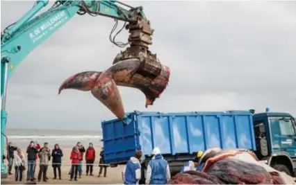  ?? FOTO KURT DESPLENTER ?? De vinvis wordt zo snel mogelijk versneden en weggevoerd, zodat het strand er weer onberispel­ijk bijligt.