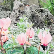  ??  ?? Volcanic rocks make the perfect foil to the delicacy of the cyclamen flower.
