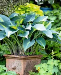  ??  ?? Hosta ‘Grand Marquee’ is another May star, and its leaves have a cream-streaked centre.