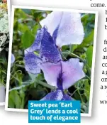  ??  ?? Sweet pea ‘Earl Grey’ lends a cool touch of elegance