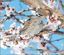  ?? JON HAMMOND / FOR TEHACHAPI NEWS ?? A White-crowned sparrow sampling some almond blossoms on a cold morning. Late spring frosts that can harm fruit blossoms have always been a concern for Tehachapi growers.