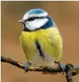  ?? Foto: Willi Krol, LBVl ?? im Internet unter lbv.de/ wintervoeg­el. Dort kannst du dir auch die Vogelstimm­en anhören.
Blaumeisen kannst du am besten durch das weiße „Stirnband“von Kohlmeisen unterschei­den.