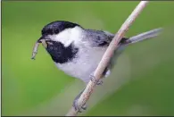  ?? (Doug Tallamy/Nature’s Best Hope/via The Washington Post) ?? The Carolina chickadee must find thousands of caterpilla­rs to feed its nestlings.