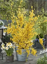  ??  ?? Forsythia ‘Week End’ is a more compact variety, making it better suited for growing in a pot.