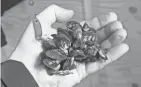  ?? PROVIDED BY PAUL A. SMITH ?? Quagga mussels reproduce quickly, eat voraciousl­y and clump together, clinging to almost anything in the water.