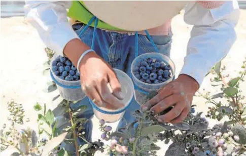  ?? EFE/ERNESTO ARIAS ?? Cultivo de arándano en la provincia onubense