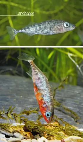  ??  ?? Outside of the breeding season male sticklebac­ks have a drab appearance. When breeding starts however, their throats are flushed red and their eyes sparkle azure blue.