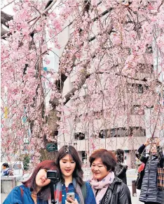  ??  ?? Cherry blossom cheer: the Japanese view the blooms with wonder