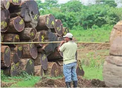  ?? Archivo | La Estrella de Panamá ?? La medida busca frenar la tala ilegal de bosques en Panamá.