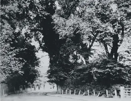  ??  ?? Overshadow­ed by towering elm trees, this was Locksway Road, Milton, Portsmouth, when it was Milton Lane
. Picture: Barry Cox postcard collection.