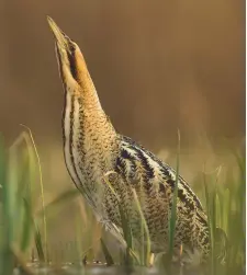  ??  ?? Bittern birdsong: tune in on May 7