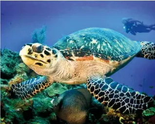  ??  ?? CLOCKWISE FROM ABOVE:
Leatherbac­k turtle; local vegetarian dish, Cayman Cabana restaurant; palm-fringed beach Grand Cayman