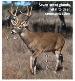  ??  ?? Seven scent glands vital to deer communicat­ion