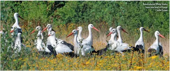  ??  ?? Reintroduc­ed White Storks have now bred at Knepp Castle Estate