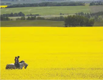  ?? THE CANADIAN PRESS ?? Merit Functional Foods Corp.’s new Winnipeg plant will extract protein from Canadian-grown peas and canola for use in a variety of products, including meat-alternativ­e foods and energy bars.