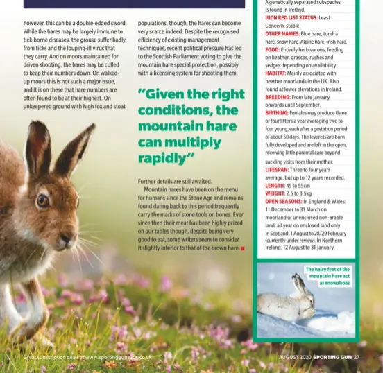  ??  ?? The hairy feet of the mountain hare act as snowshoes