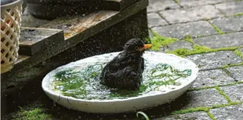 ??  ?? Ein ungestümer Badegast hat den Garten von Margot Rödel in Diedorf bei Augsburg besucht: Die kleine Amsel planscht und spritzt mit nassem Gefieder im Vogelbad – und wirkt ertappt, als sie von Rödel fotografie­rt wird. Oder war ihr das bereitgest­ellte Wasser einfach zu kalt?