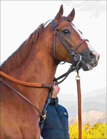  ?? BARBARA D. LIVINGSTON ?? The first weanlings by two-time Horse of the Year California Chrome sell at the Fasig-Tipton and Keeneland November sales.