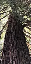  ?? TNS/See.monterey.com ?? Monterey, Calif.’s redwood moon tree stands near the city’s town hall in Friendly Plaza.