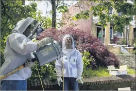  ?? ANDREW HARNIK - THE ASSOCIATED PRESS ?? Beekeepers Sean Kennedy, left, and Erin Gleeson, right, prepare to capture a swarm of honey bees and relocate them to a bee hive, May 1, in Washington. The District of Columbia has declared beekeepers as essential workers during the coronaviru­s outbreak. If the swarm isn’t collected by a beekeeper, the new hive can come to settle in residentia­l backyards, attics, crawlspace­s, or other potentiall­y ruinous areas, creating a stinging, scary nuisance.