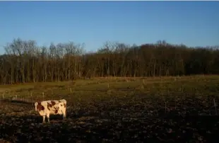  ?? ?? Cows at Alex Leslie’s farm in Enon Valley, Pa., on March 8.