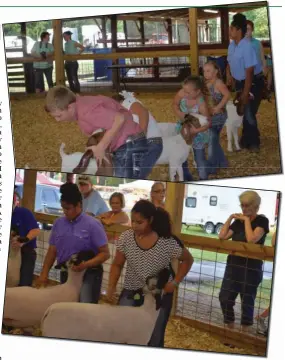  ??  ?? Top photo: Ben, Bailey, and Brooke Williams showing goats; Bottom photo: Jazmine and Gabrielle Ralston showing lambs.