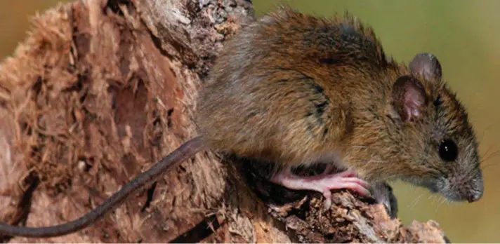  ?? ?? ► Aunque hay pocos casos al año, la letalidad del hantavirus es alta en comparació­n a otras enfermedad­es de origen similar.