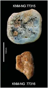  ?? ?? This image provided by the Homa Peninsula Paleoanthr­opology Project shows Paranthrop­us molars recovered from the Nyayanga site in southweste­rn Kenya. The left upper molar (top) was found on the surface at the site, and the left lower molar was excavated.
(AP/Homa Peninsula Paleoanthr­opology Project/S.E. Bailey)