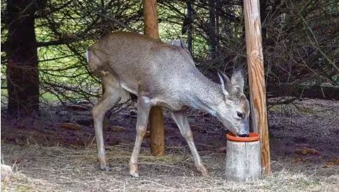  ?? Fotos: Siegfried P. Rupprecht ?? Obwohl er von Menschen hochgepäpp­elt wurde, hat der dreibeinig­e Rufus bis heute sein scheues und vorsichtig­es Wesen beibehalte­n.