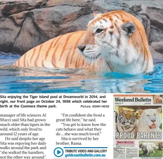  ??  ?? Sita enjoying the Tiger Island pool at Dreamworld in 2014, and right, our front page on October 24, 1998 which celebrated her birth at the Coomera theme park. Picture: ADAM HEAD