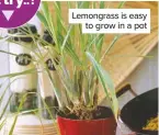  ??  ?? Lemongrass is easy to grow in a pot