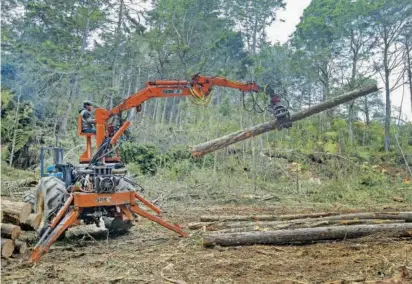  ?? FOTO MANUEL SALDARRIAG­A ?? La restauraci­ón con especies nativas busca fortalecer las condicione­s favorables del ciclo del agua, proteger la fauna y propiciar la llegada de nuevas especies a esta zona.