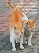  ??  ?? Hundreds of strays roam around the Turkish town of Avsallar