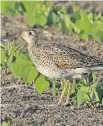  ?? BRIAN MORIN ?? The Upland Sandpiper is a scarce breeder in our region and occurs in grasslands, agricultur­e areas and airports. Formerly called Upland Plover and Bartram’s Sandpiper, this species has declined over much of its range since the mid-19th century due to...