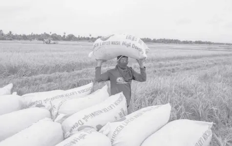  ?? BLOOMBERG NEWS ?? FRESHLY harvested rice in the Philippine­s is shown in this file photo.