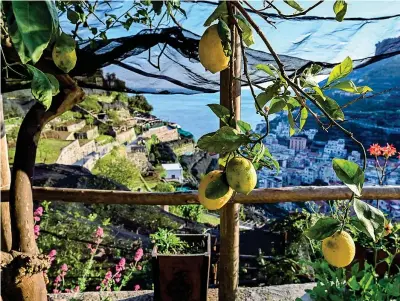  ??  ?? Costiera amalfitana
Alberi di limoni in una delle aziende sui tipici giardini terrazzati della zona, con vista sul villaggio di Minori