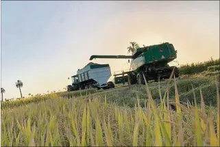  ??  ?? ARROZ.
La zafra pasada hubo costos acordes, productivi­dad récord y precios favorables para el cereal.