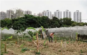  ?? — Reuters ?? Stronger footing: A farmer plants banana trees in front of high-rise apartments in Hong Kong. Hong Kong’s property companies are probably better positioned than in the past to weather a prime increase, even if it does cool housing prices.