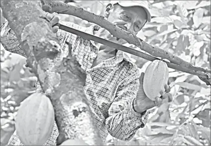  ?? ?? ▲ Productore­s de cacao en la región del Soconusco, en Chiapas. Foto Oscar León