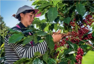  ?? ?? A farmer checks on the coffee beans in Pu’er, Yunnan Province, on January 6, 2018